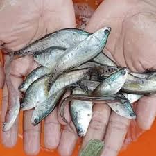 Chital Fish Feed