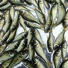 Katla Fish Seed