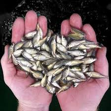 Mrigal Fish Seed