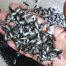 Tilapia Fish Seed
